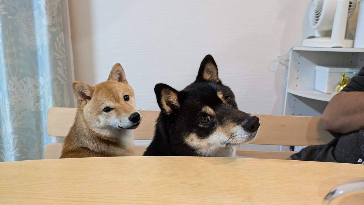 \ なんかくれ！  /  ⇒ \   何見とんのや！/
  #柴犬のいる暮らし   #おしかけ