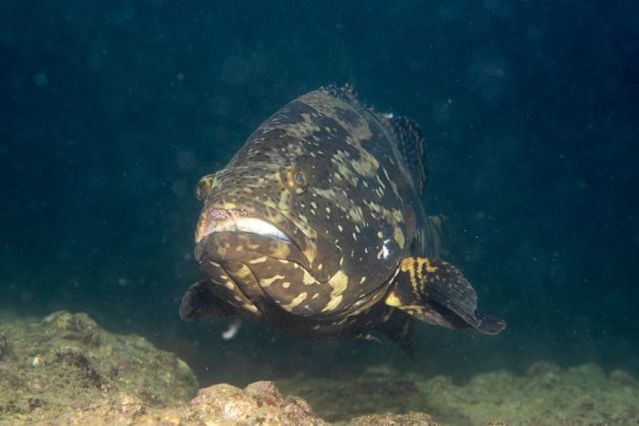 Celia Schunter (@celiaschunter) on Twitter photo Releasing man-made #hybrids into the #wild? Probably not the best idea. Hybrid #groupers seem to occupy a new #niche.
<a href="/HKUSBS/">HKU School of Biological Sciences</a> <a href="/SWIMSHKU/">The Swire Institute of Marine Science (SWIMS) HKU</a> <a href="/arthurcyc/">Arthur Chung</a>
scienmag.com/hku-ecologists…
link.springer.com/article/10.100… Releasing man-made #hybrids into the #wild? Probably not the best idea. Hybrid #groupers seem to occupy a new #niche.
<a href="/HKUSBS/">HKU School of Biological Sciences</a> <a href="/SWIMSHKU/">The Swire Institute of Marine Science (SWIMS) HKU</a> <a href="/arthurcyc/">Arthur Chung</a>
scienmag.com/hku-ecologists…
link.springer.com/article/10.100…