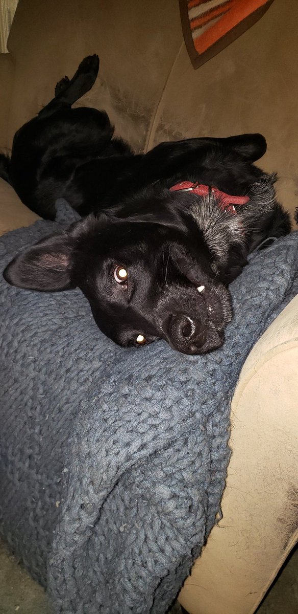 blitztrap_'s tweet image. Birthday boy. Two years old today.🎂🎉🎊 #Midnight