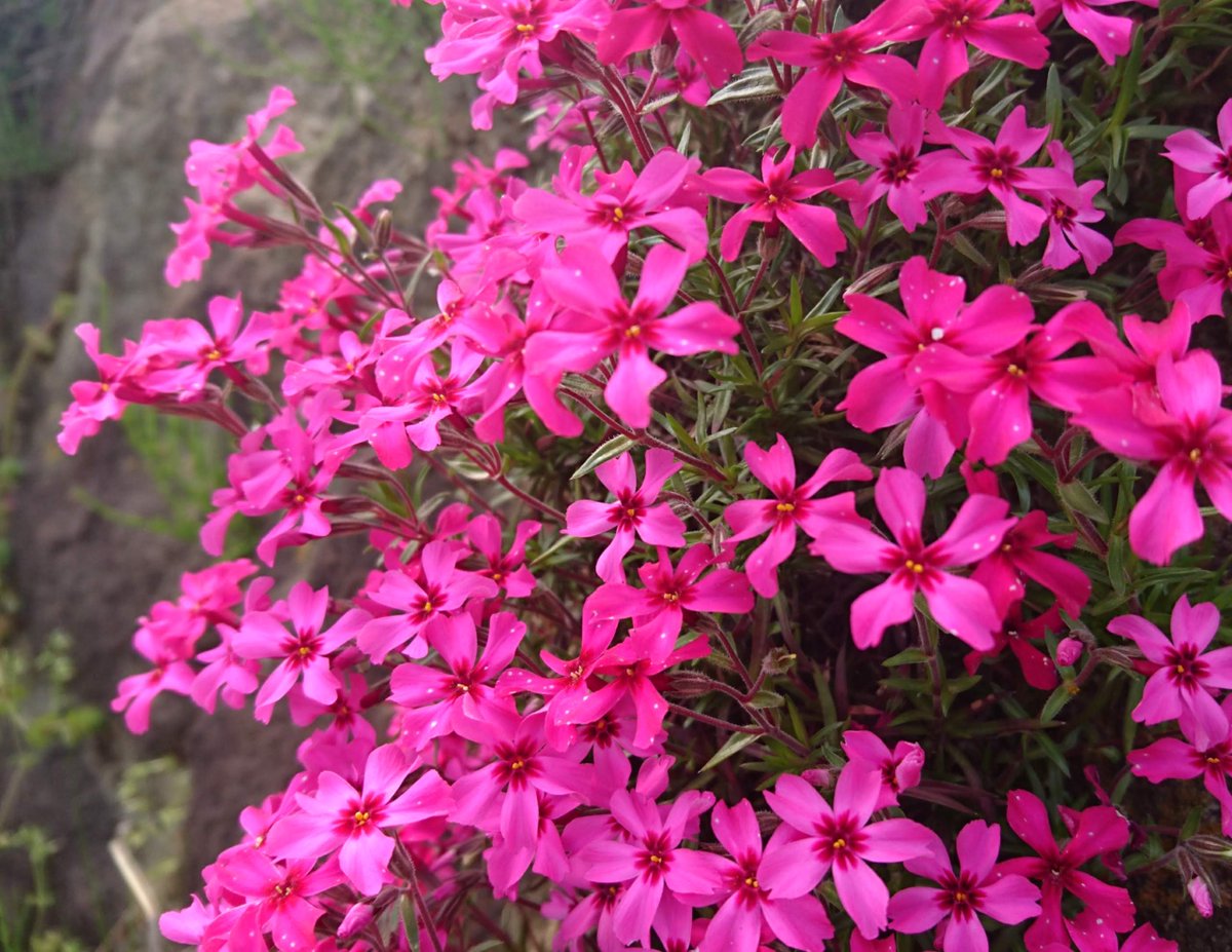 buchi199428's tweet photo. #写真好きな人と繋がりたい #写真撮っている人と繋がりたい #ファインダー越しの私の世界 #花 #flowerphotography #flower #花写真 https://t.co/w4HONPHcWR