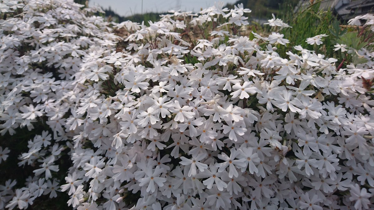 buchi199428's tweet photo. #写真好きな人と繋がりたい #写真撮っている人と繋がりたい #ファインダー越しの私の世界 #花 #flowerphotography #flower #花写真 https://t.co/w4HONPHcWR