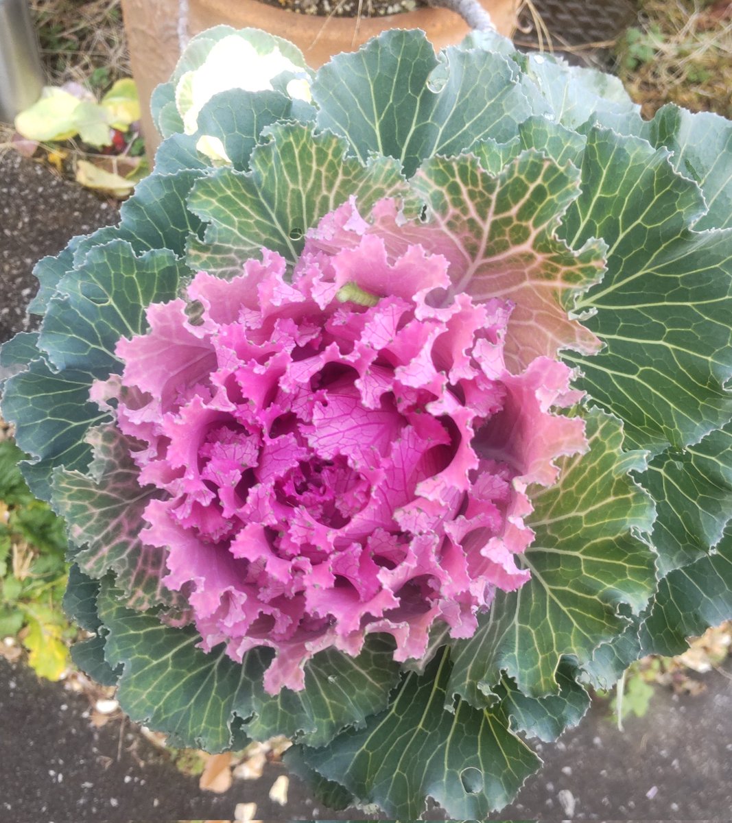 emikozou's tweet photo. 葉牡丹を植え替え今回は延び延びにサボリ…ついに葉牡丹さん自身も伸び伸び〜🥴すごい成長力😅そんなわけで、手抜き処置を掘り返して抜くことせず…そのまま新しい葉牡丹やお花をのっけました🤣葉牡丹の中よく見ると🧐青虫くんが一緒にコラボ(笑) https://t.co/wBeT6bWl2p