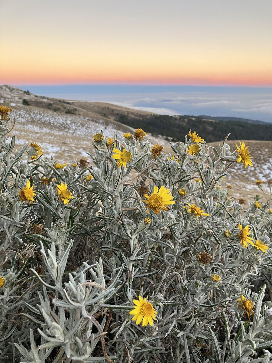 #asteraceae desde el volcán #Xinantécatl