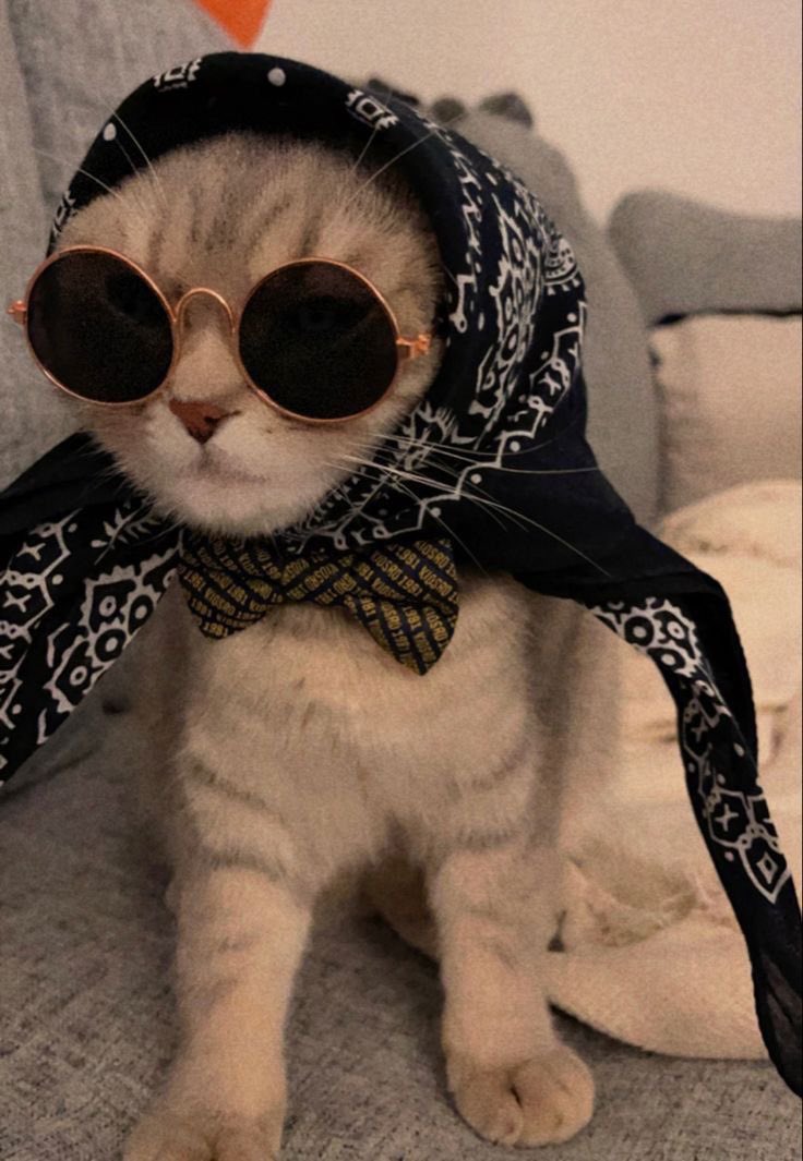 tddotgd's tweet photo. Cat memes 🐈‍⬛ 🐈 https://t.co/ocy0m60o3e