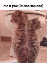 tobyinu's tweet photo. Locked in

@dylanthefloofer https://t.co/rzmXtnM1JD