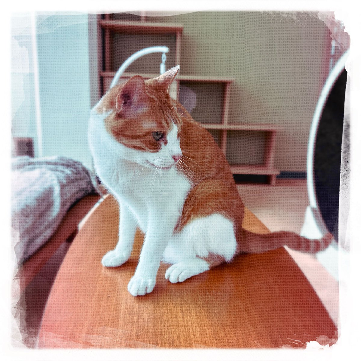 obi_wan_eclipse's tweet photo. #Hipstamatic #RickyP #DreamCanvas #猫式 #猫 #cat #ShotoniPhone #ねこ #保護猫 #猫カフェ https://t.co/BPy17e5Kx4