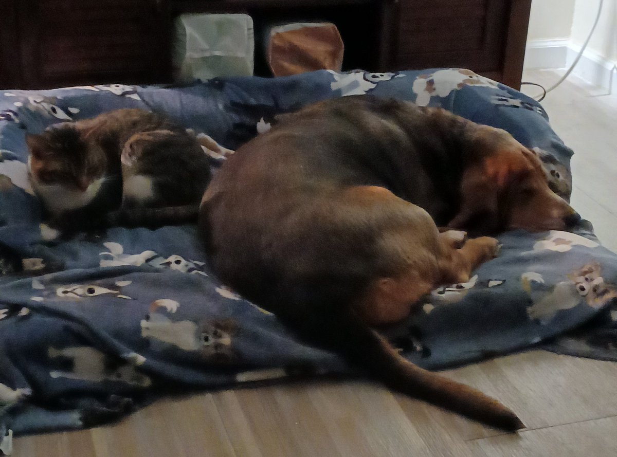 HoundyGirls's tweet photo. Tig and Ellie Mae sharing her bed. #LetsGetAlong
@AnaGascaa @SelinaJules @PickliciousF @MocklerBassets
@BollocksGang https://t.co/gKvEmpzhQ9