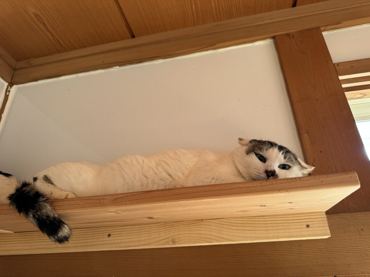 FuTiku3's tweet photo. シェルターにて。

あー
ぼくは隠れてます
隠れてるんですよ？
わかりますか？
見えないでしょ？
だって
隠れてますから！

彼は
隠れてるんです。
可愛いな。 https://t.co/SoUnKNcMhN