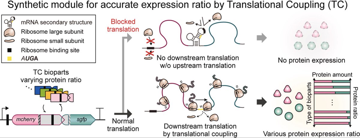 Synthetic translational coupling system for accurate and predictable polycistronic gene expression control in bacteria

"We created 41 bioparts with varied relative expression ratios, enabling precise control of pathway gene in a polycistronic manner."

sciencedirect.com/science/articl…