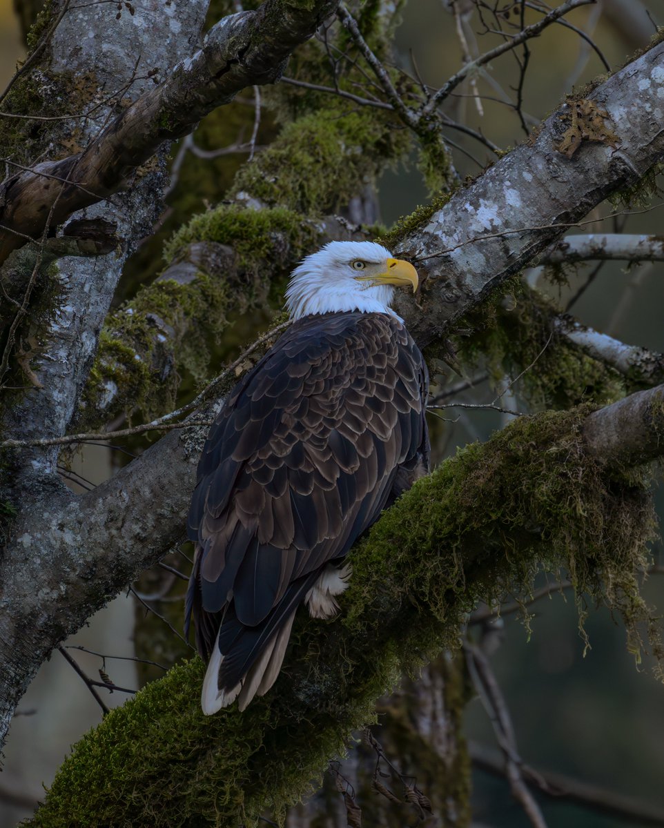 wheeler244's tweet photo. A beautiful float down the Skagit River ☀️ 
Seeing the eagles, herons and other birds on this 9 mile trip down was just wonderful.. looking down into the crystal clear water or just sitting back and taking in the mountain view’s.. just what everyone needs  #wawx #pnw #nature https://t.co/M6Q5truw3j