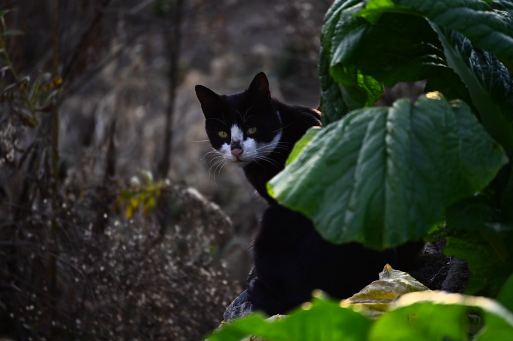 0oo0_oooo's tweet photo. 🐱 https://t.co/xpBdWLDgAc