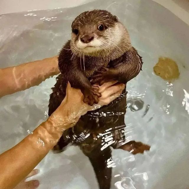 Miss Padme in the tub🦦💕