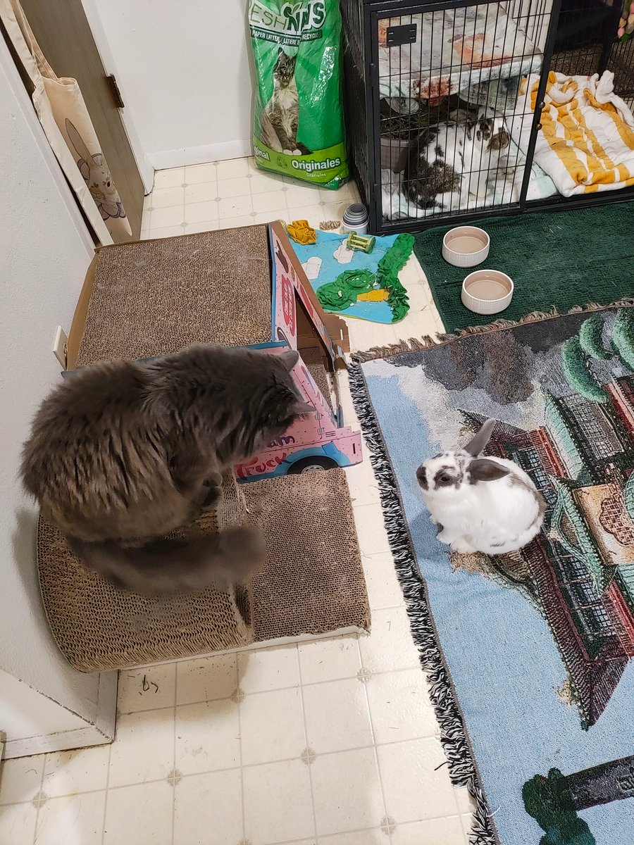 Princess Sephiroth 🍉 tweet media