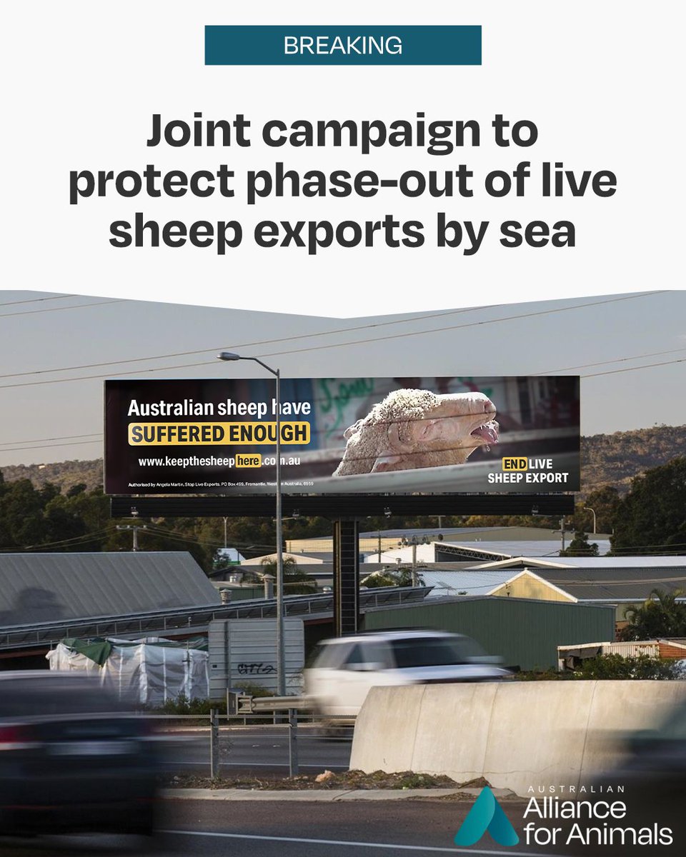 Alliance_AAFA's tweet photo. The #KeepTheSheepHere campaign is live!
@StopLiveExports, @AnimalsAus, and the Australian Alliance for Animals have joined forces to ensure Australia never goes back to the cruelty of live sheep exports.
Learn more and help spread the message at https://t.co/gGRtqB47XE https://t.co/kmZqY2Gk4v