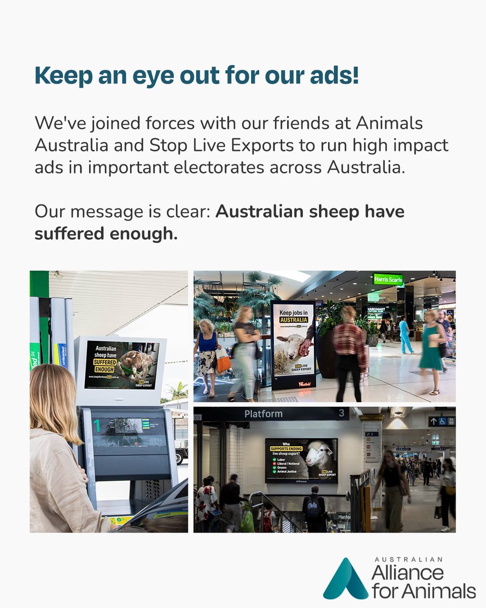 Alliance_AAFA's tweet photo. The #KeepTheSheepHere campaign is live!
@StopLiveExports, @AnimalsAus, and the Australian Alliance for Animals have joined forces to ensure Australia never goes back to the cruelty of live sheep exports.
Learn more and help spread the message at https://t.co/gGRtqB47XE https://t.co/kmZqY2Gk4v