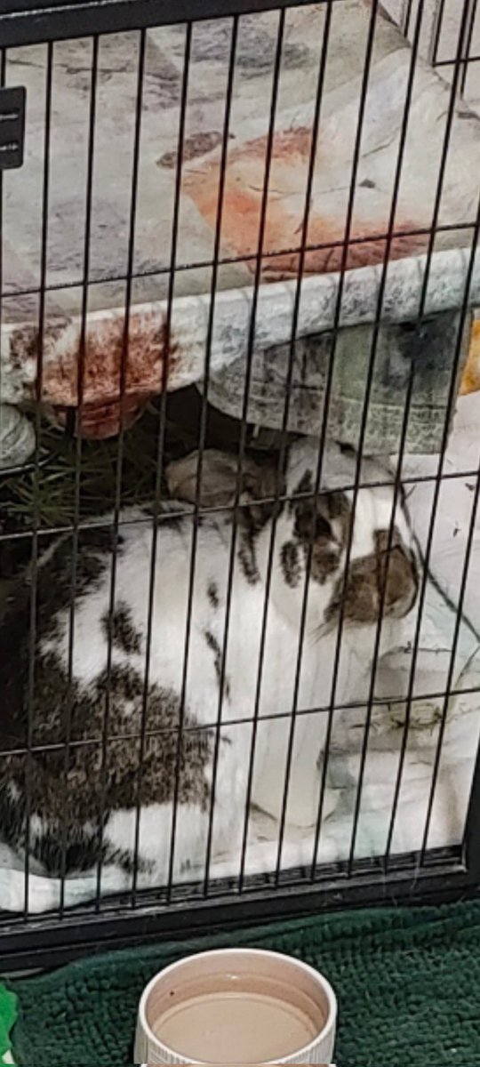 👑 !! Capybara King !! 👑 tweet media