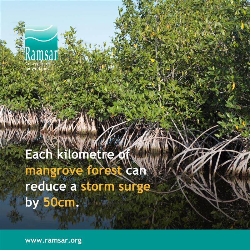 Mangroves are one of the world’s most threatened tropical wetland ecosystems and are declining at a worrying rate. Aquaculture, agriculture, coastal development, pollution, over exploitation and rising sea levels are all playing their part.

#WetlandConservation #WetlandsMatter