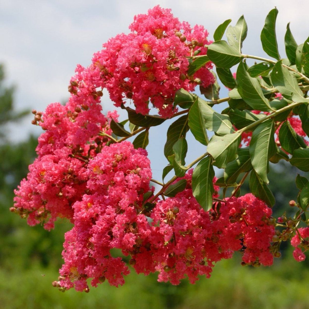 vagaalk's tweet photo. 🌸 Brighten Your Garden with a Crepe-Myrtle Plant! Available in Polonnaruwa – Shop Now! 🌿
https://t.co/MMHkylmt1U

#crepemyrtle #floweringplants #polonnaruwa #outdoorplants #srilankagardening #gardeninspiration #lowmaintenanceplants #VibrantBlooms #LandscapingIdeas https://t.co/YQRs3srQ0P