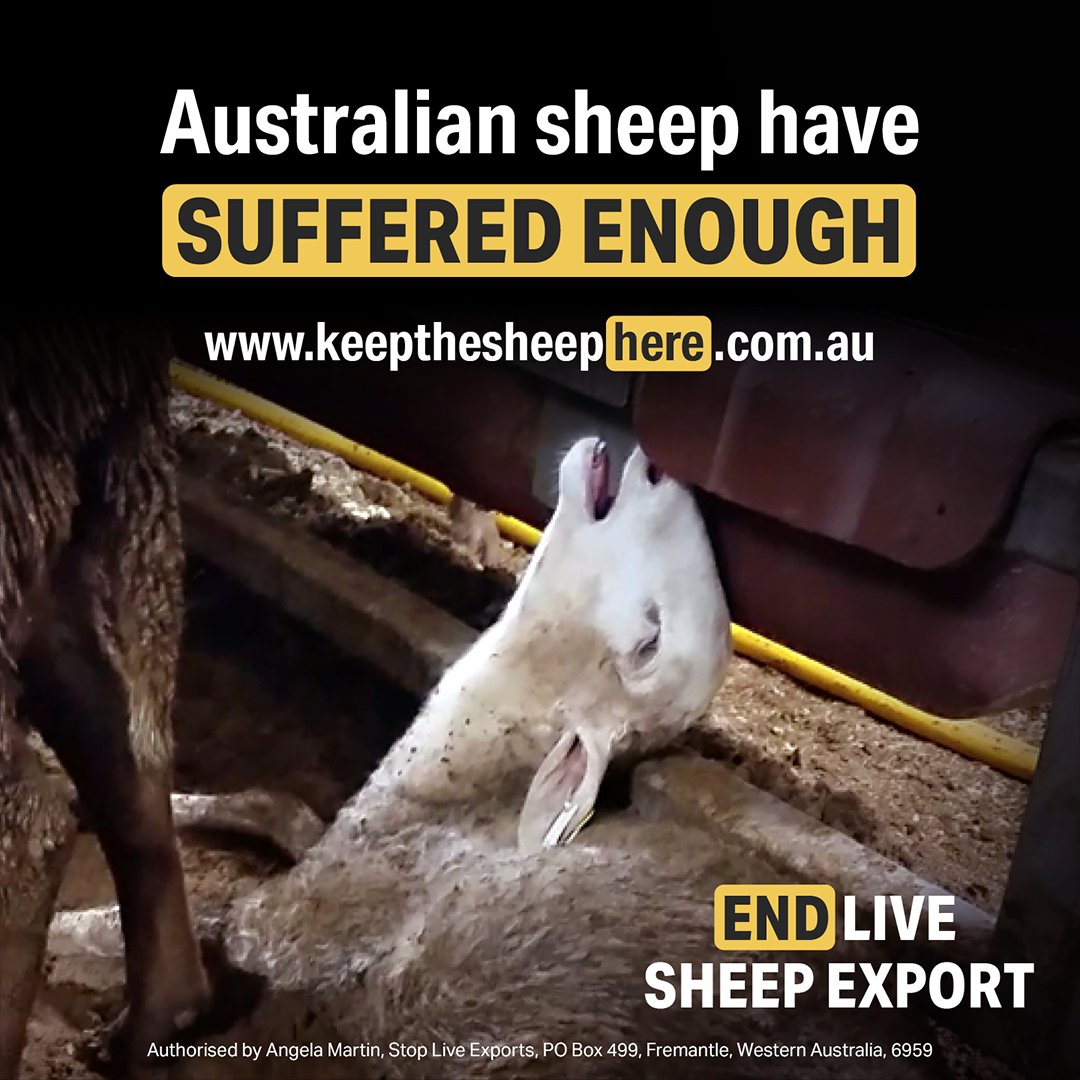 Alliance_AAFA's tweet photo. Although the Australian Government passed legislation to phase out live sheep exports by sea, the opposition is threatening to repeal the legislation. That is why it is still crucial for Australians to maintain pressure on political leaders.

Learn more at https://t.co/gGRtqB3A86 https://t.co/trZOCmCkmX