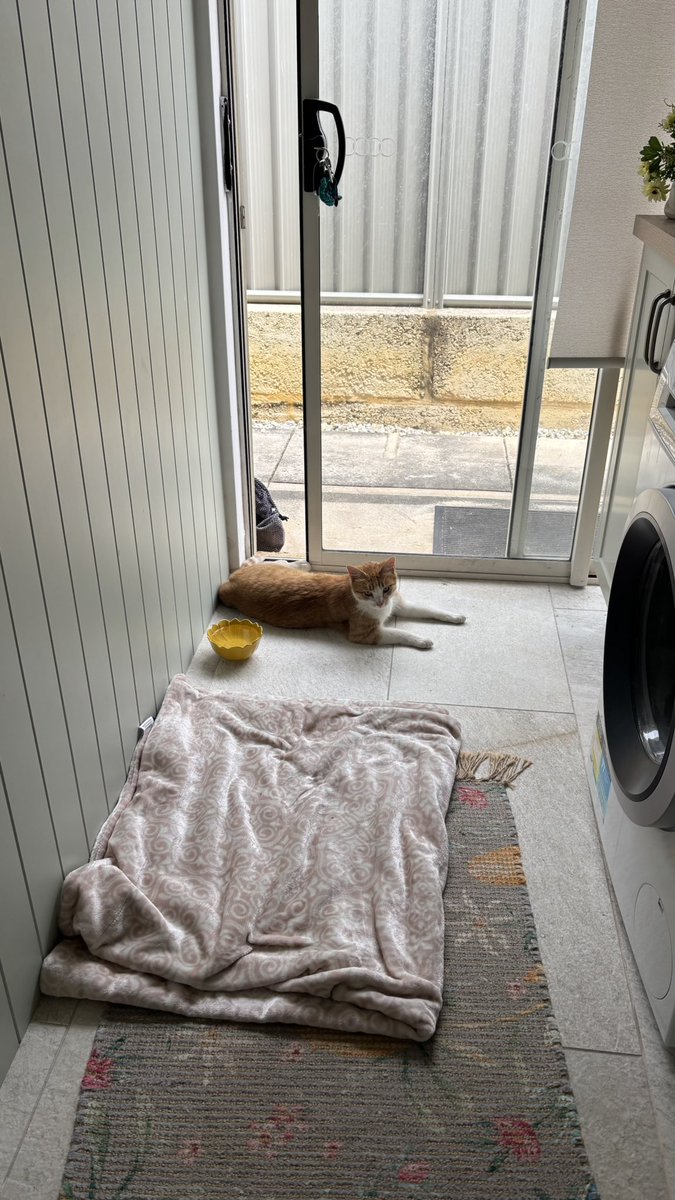 Rachelch35's tweet image. This little stray cat seems to have adopted us, its owners have moved away &amp;amp; left it 🤬from what I’m gathering 💔 please bring pets indoors it’s currently 43° ☀️ so hot 🥵 #PerthWeather  we’ve named him Gingernut ❤️