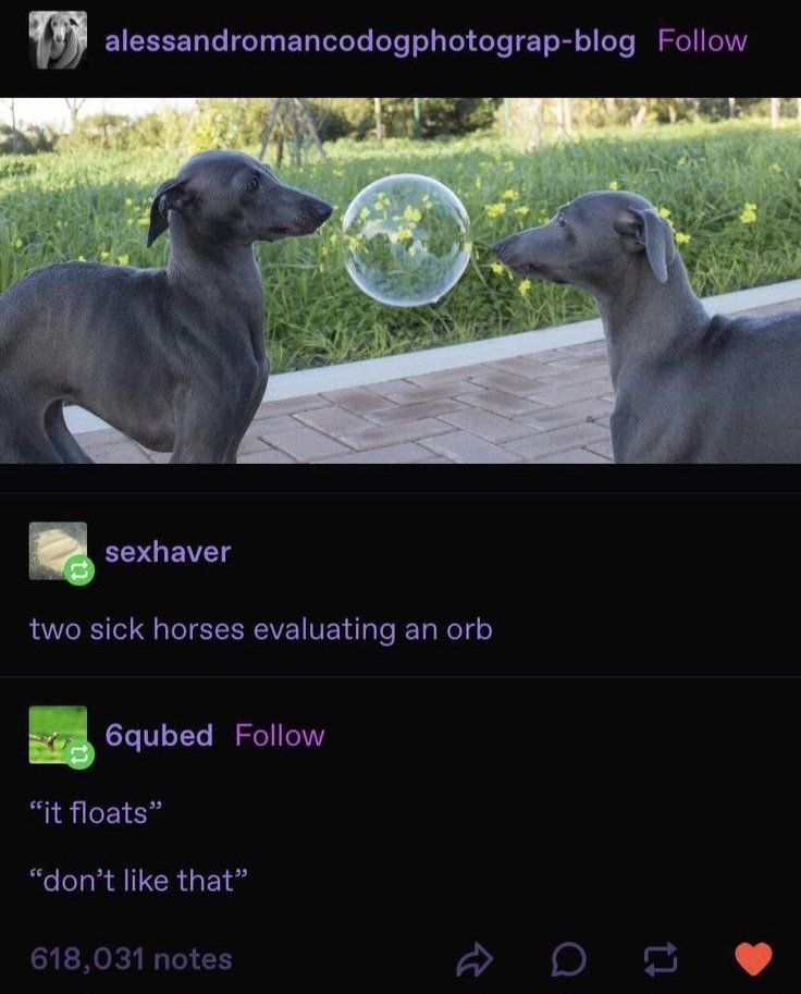 caninepoetry tweet media