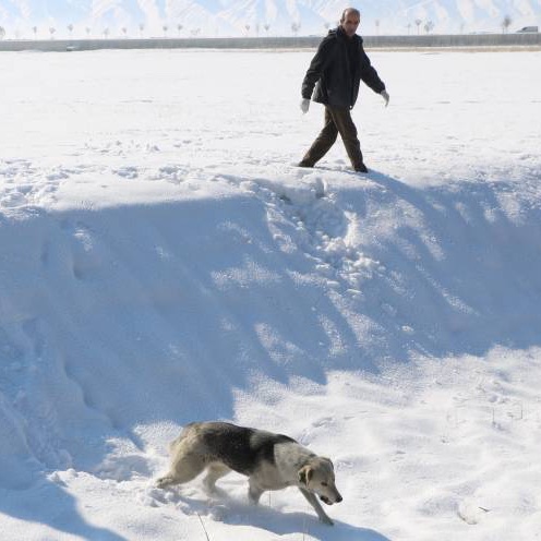 Hakkari'de 12 yaşındaki Eslem'in hayatını kaybetmesinin ardından, bölgedeki sokak köpekleri barınağa götürüldü.