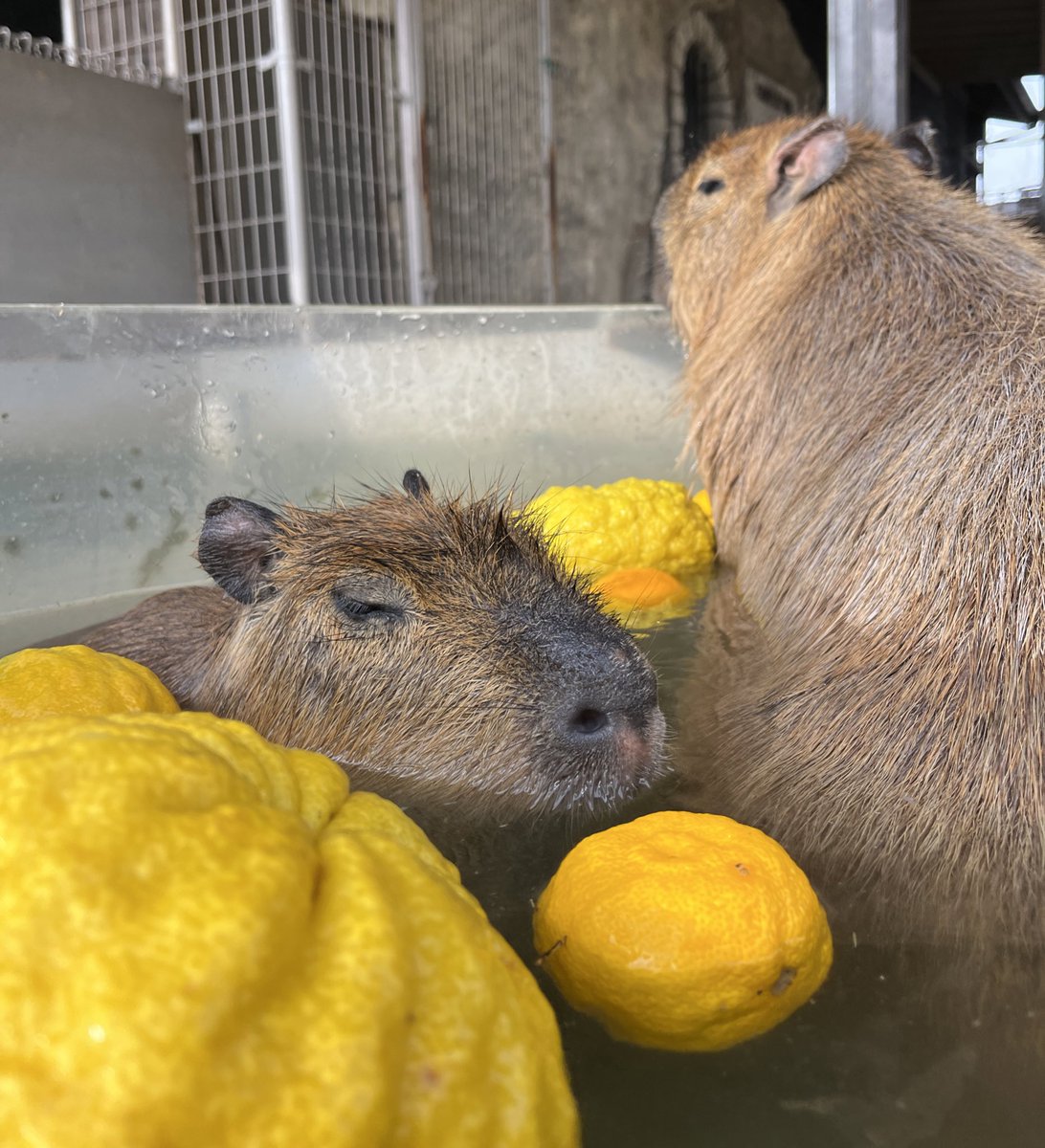 本日1月20日は大寒❄️
温泉でぬくぬく過ごしましょ〜♨️🎶

#姫セン　#カピバラ　#カピバラ温泉