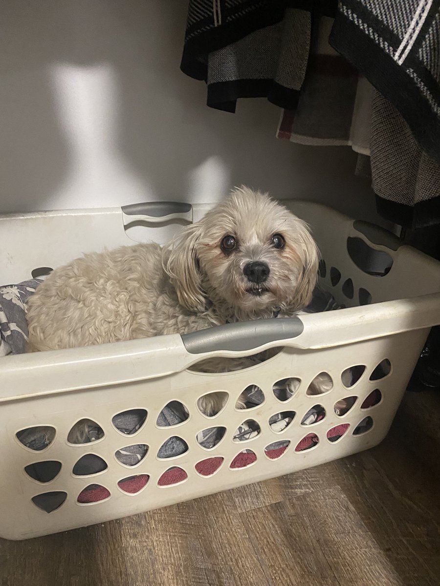 That’s right. It’s my laundry basket!  ❤️🐾 #laundrybasketwars #dogs