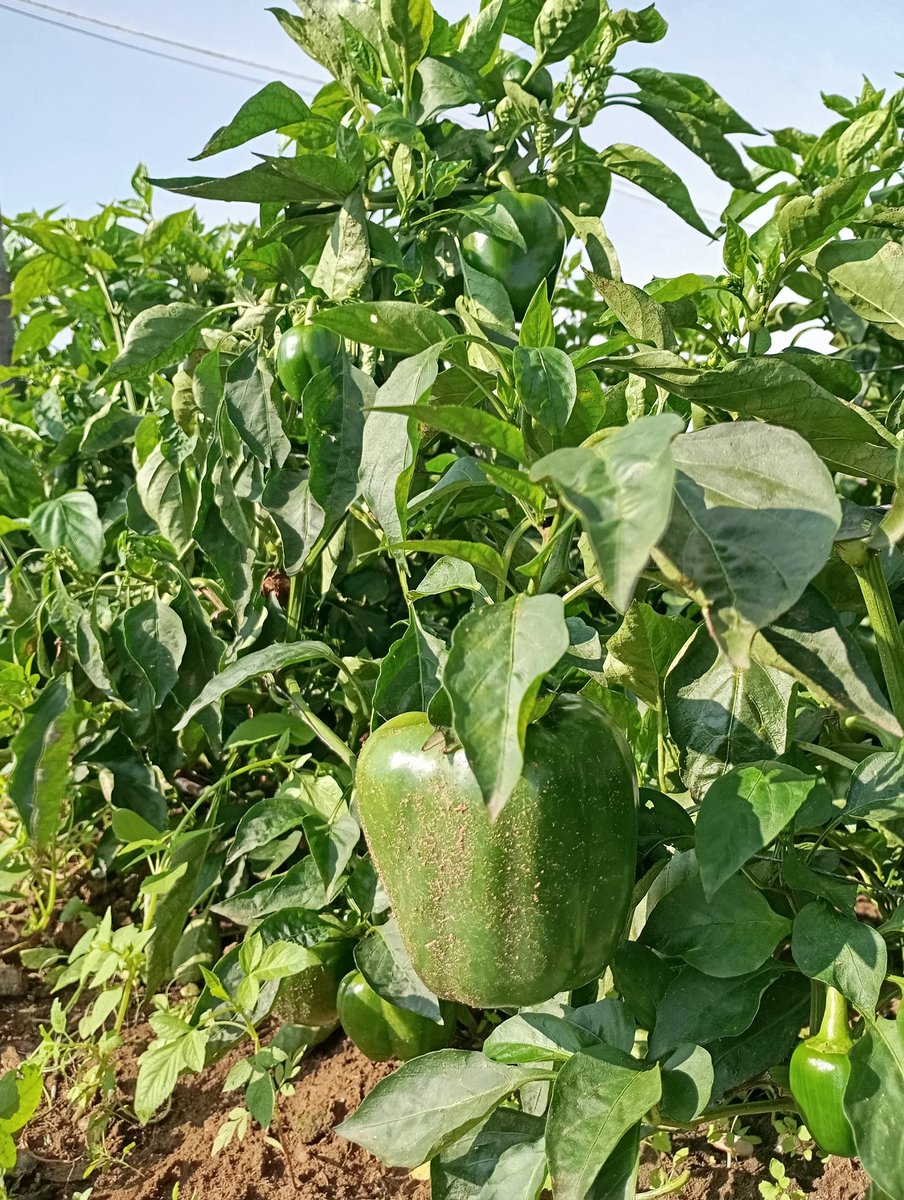 After the rains now we can start havesting again.
Hope the market is picking up on price 🫑🫑🫑🫑
This field is taken care of by woman only. Our farm has employed 80% woman and taking female students from TUT.