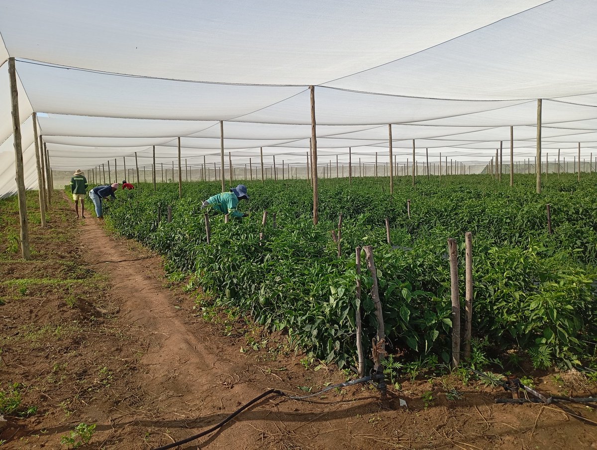 🌱🌱Boer Bae🌱🌱 tweet media