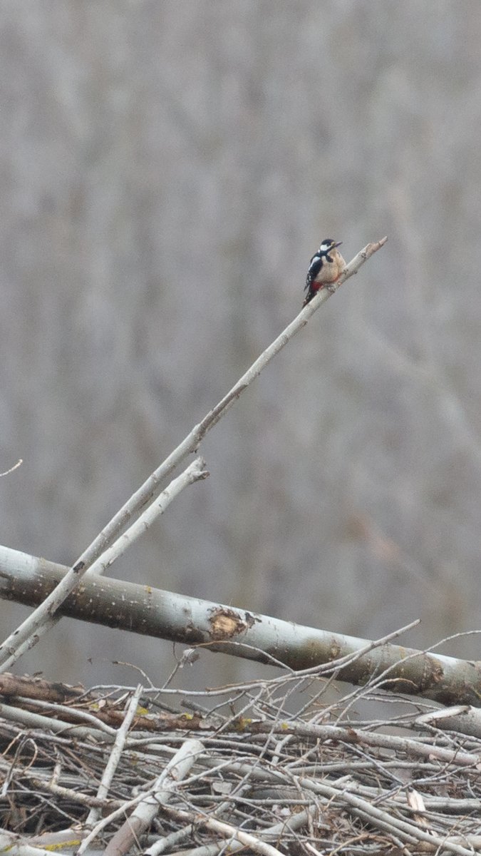 La viva imagen de la desolación…

Supongo que aquellos árboles estaban predestinados a morir así desde que fueron plantados por mano humana, pero no por ello dejaban de constituir un espectáculo sobrecogedor. Casi se podía sentir la desdicha del pico picapinos.
