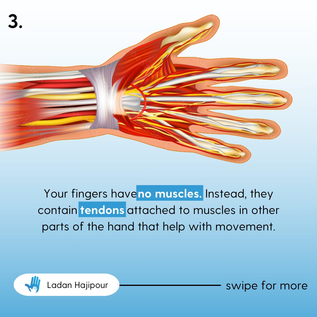 Our hands are incredible tools that play a vital role in our daily lives. From touching and feeling to holding and gripping; often, we take them for granted, until something bad happens. 🖐️

Swipe to read some facts about your hands!

#HandFacts #ManchesterSurgeon #HandsAndWrists