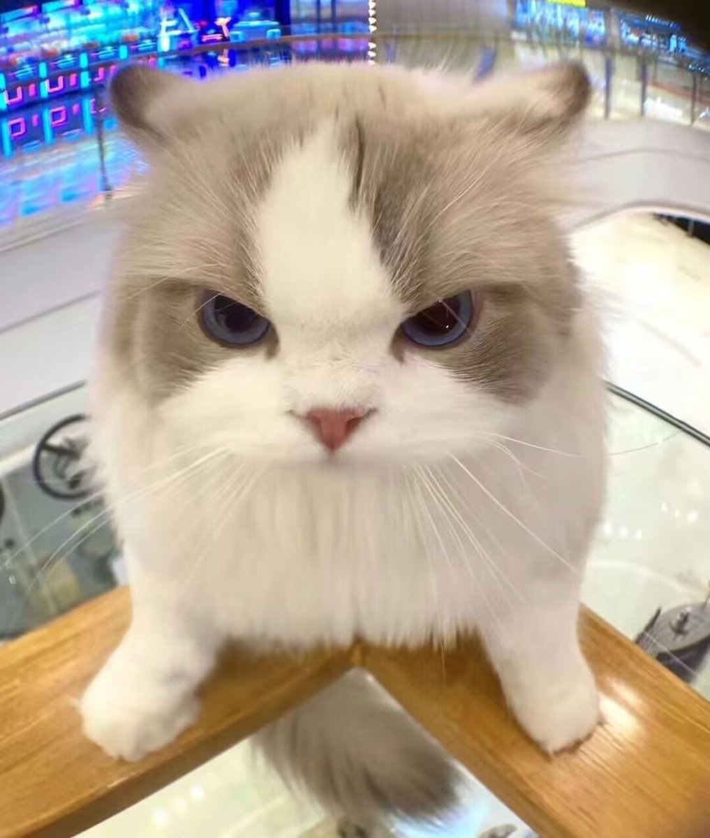 shi_li56781's tweet image. what the fuck. I came to X just for the fucking porn, you came to China for communication and freedom of speech. Fuck world.#tiktokrefugees #Rednotes