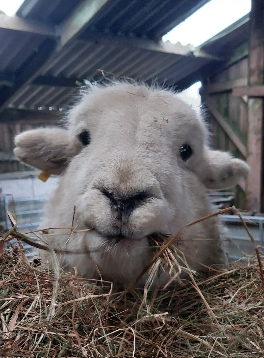 Herdwicks of Highfields Farm tweet media