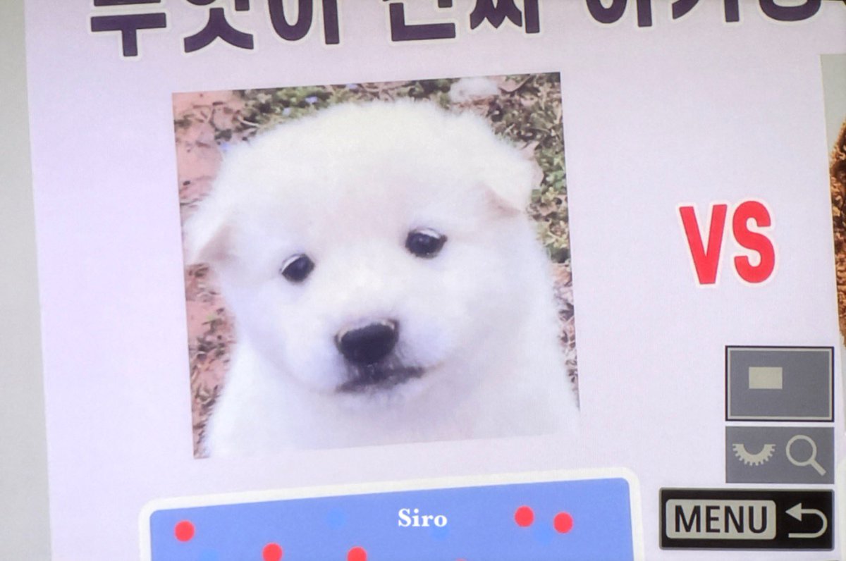 sirobboy's tweet photo. 250120 I see no difference 🐶

#andTEAM #앤팀 #JO #죠 #朝倉穣 #ジョウ https://t.co/W6kCe7YPFn