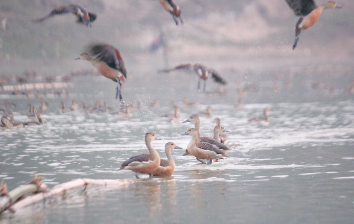 নদীর স্নিগ্ধজলে, পাখির কুহুতানে মুখর ‘কুঞ্জবন