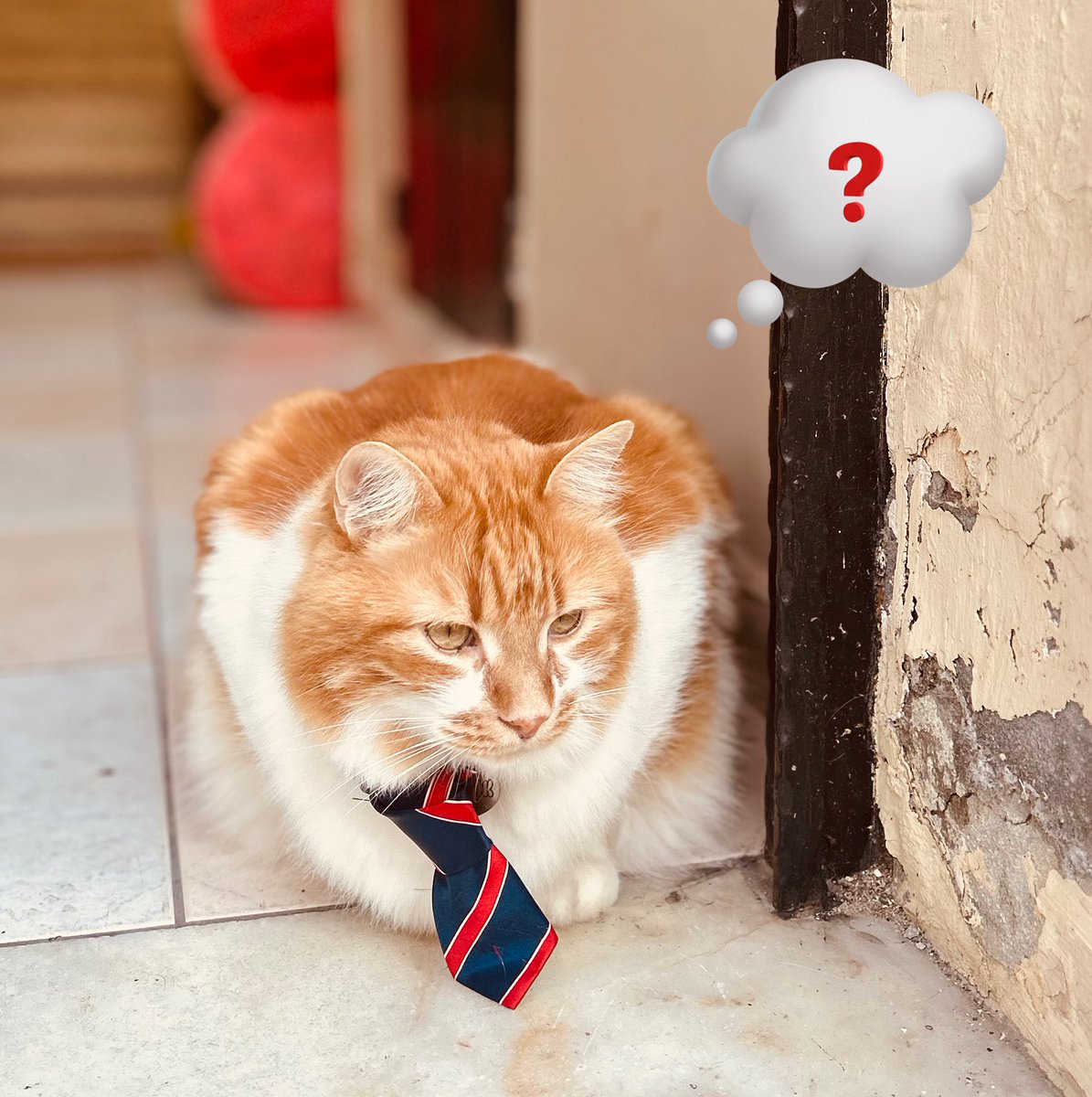 Atölyeme yardımcı olacak birini almam gerekiyor. İlk iş görüşmemiz bu kediyle oldu. Hangi departmana uygun henüz emin değilim 🤔