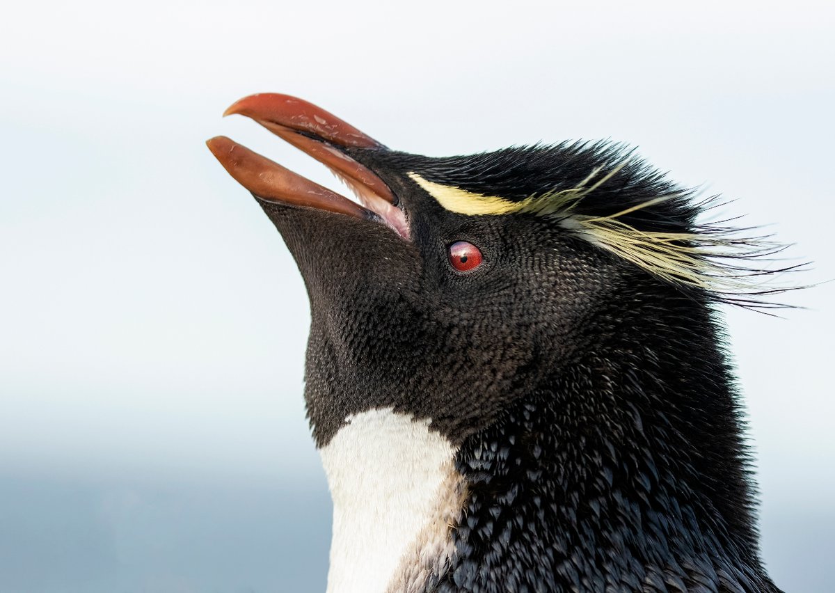 Falklands Conservation (@fi_conservation) on Twitter photo 🧡🐧 Happy Penguin Awareness Day! 🐧🧡
Today, we’re celebrating the incredible penguins that call the Falkland Islands home. 🏝️ With five breeding species—including the iconic king and gentoo penguins—the Falklands are one of the best places in the world to witness these 🧡🐧 Happy Penguin Awareness Day! 🐧🧡
Today, we’re celebrating the incredible penguins that call the Falkland Islands home. 🏝️ With five breeding species—including the iconic king and gentoo penguins—the Falklands are one of the best places in the world to witness these