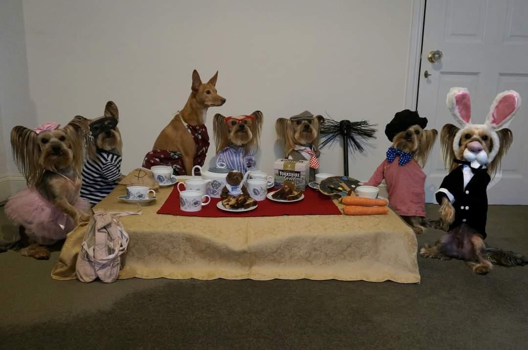 Anypawdy celebratings #BrewMonday today? 
We gots the <a href="/YorkshireTea/">Yorkshire Tea</a> and a tables full of #YorkshireTerriers ... OK it do just be me and Norty Mosca. 
I do just be hoppings by wiv an old photo to makes yous smile this #BlueMonday 

#MrPels #BarkshireFirefighter