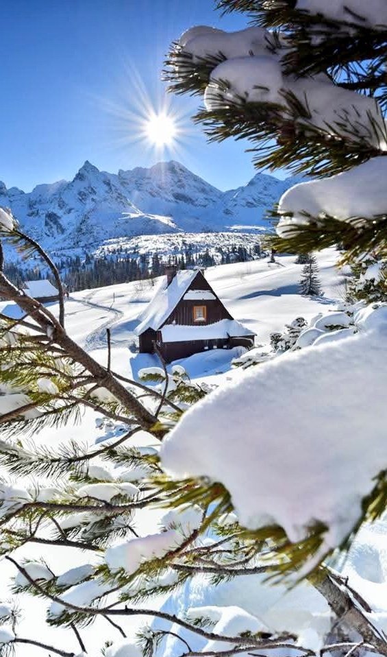 KM88334862's tweet photo. Happy new week 🌲❄️🌲 https://t.co/t3sjyAOWBD