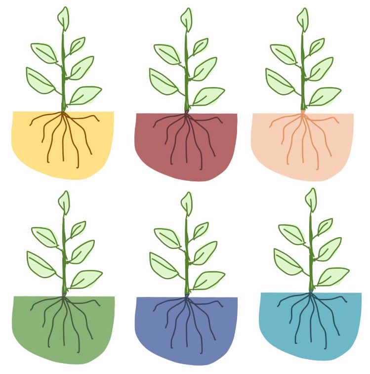 The preprint of our work « Bacterial fitness for plant colonization is influenced by growth substrate » is now available! Our results show the importance of taking this parameter into consideration when engineering strains for improved host colonization 🌱
biorxiv.org/content/10.110…