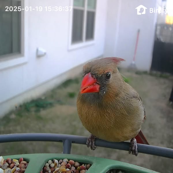 Do you still remember the first bird you caught on your Birdfy?🥺
