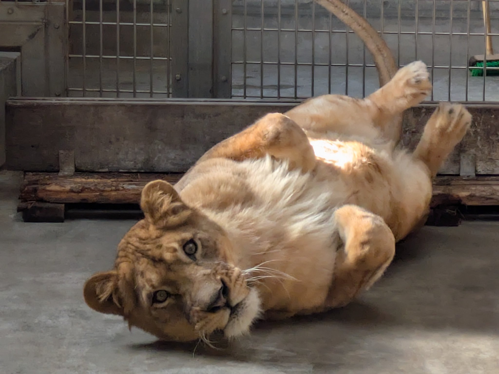 極上　ライオンと象2点　東さ7-0804③ 百獣の王の瞳🦁ガオー 10月23日 東武動物公園 ライオン - YouTube
