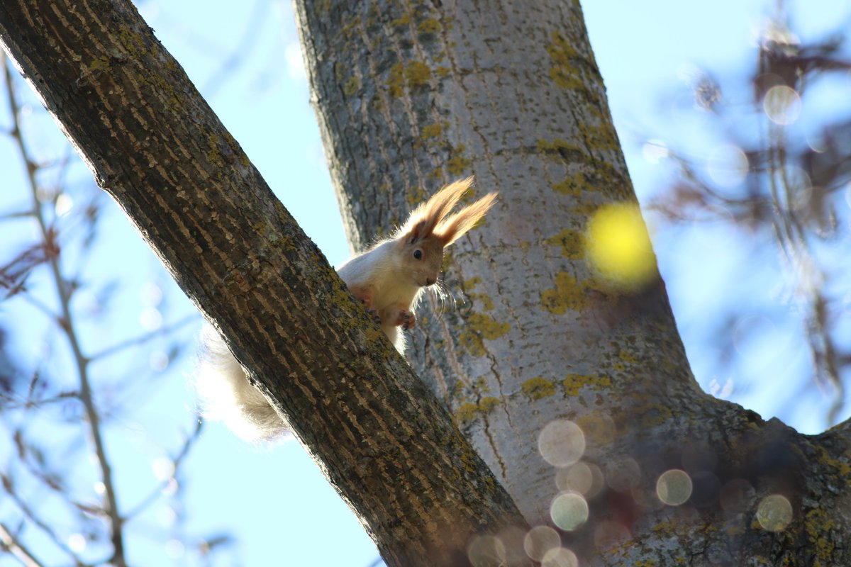 Milli Parklar tweet media