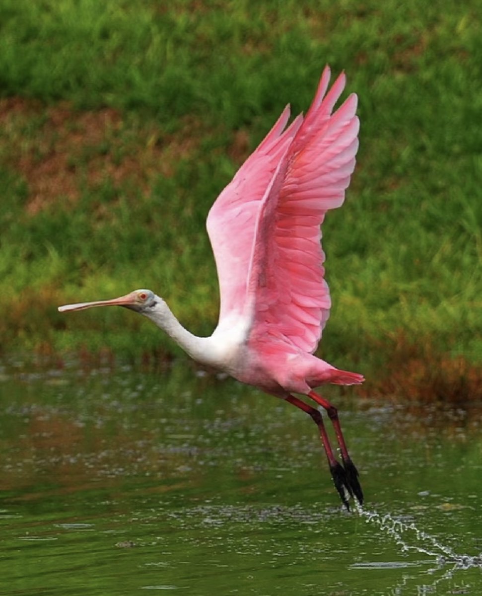 DonnaMartin87's tweet photo. It's so pink. #bird https://t.co/6wevbq8zfC