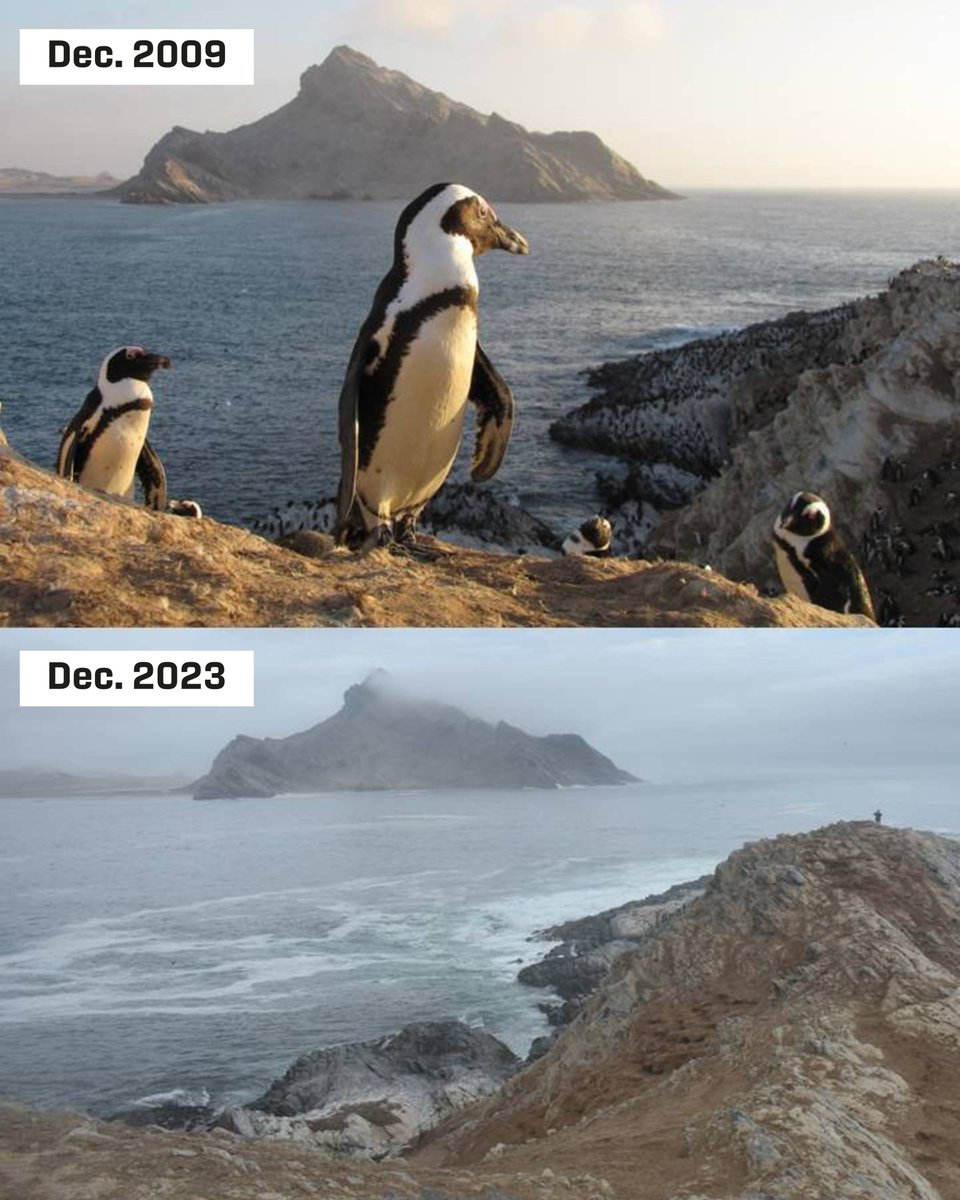 The African Penguin needs your help.  ✊  We need to act now to  #SaveAfricanPenguins for future generations.  Sign the petition below!

link to petition: only.one/act/save-afric…

<a href="/SANCCOB/">SANCCOB</a> 
<a href="/Bluemarinef/">Blue Marine Foundation</a>