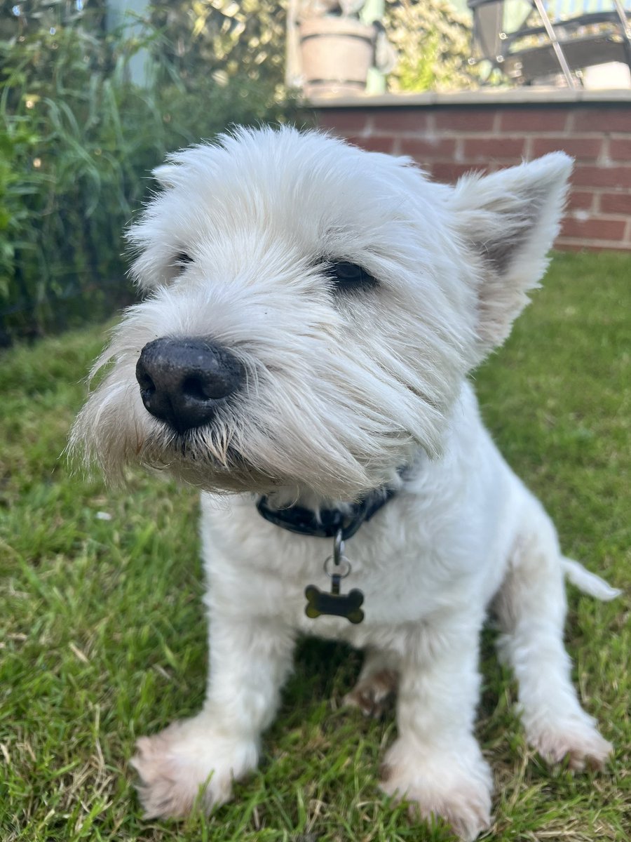 Hoffman1880's tweet image. Well today鈥檚 the day we say goodbye to my wee pal Haggis. 15 years young, I鈥檓 glad we were able to give you an amazing 15 years and it鈥檚 for the best, at least you won鈥檛 be suffering anymore my boy馃槶 Rip wee man, I鈥檒l miss you馃┑