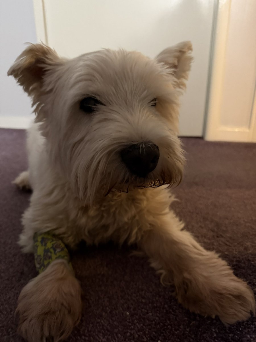 Hoffman1880's tweet image. Well today鈥檚 the day we say goodbye to my wee pal Haggis. 15 years young, I鈥檓 glad we were able to give you an amazing 15 years and it鈥檚 for the best, at least you won鈥檛 be suffering anymore my boy馃槶 Rip wee man, I鈥檒l miss you馃┑