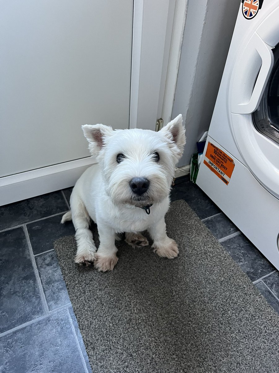 Hoffman1880's tweet image. Well today鈥檚 the day we say goodbye to my wee pal Haggis. 15 years young, I鈥檓 glad we were able to give you an amazing 15 years and it鈥檚 for the best, at least you won鈥檛 be suffering anymore my boy馃槶 Rip wee man, I鈥檒l miss you馃┑