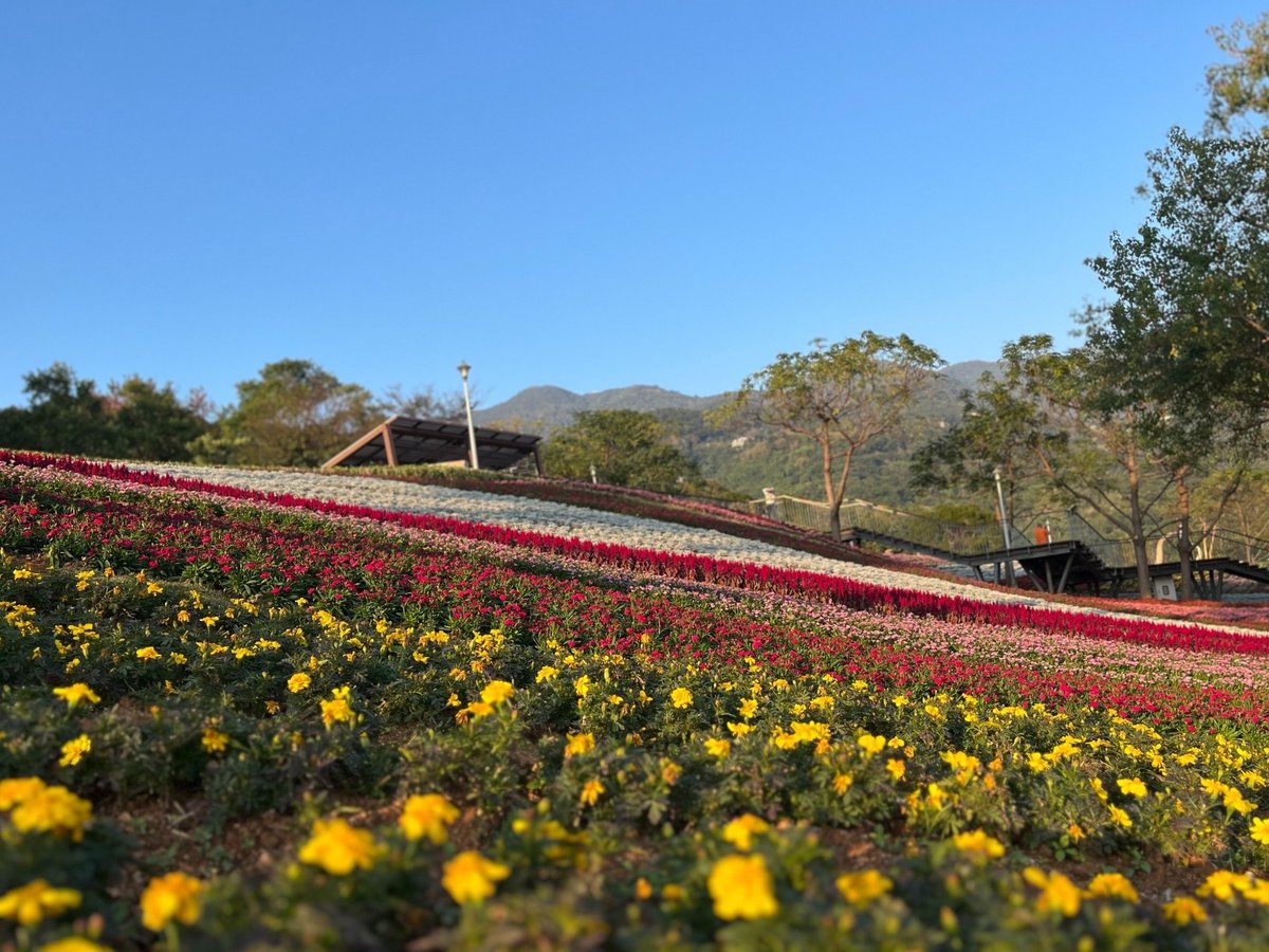 TaiwaninIsrael's tweet photo. With the beginning of 2025, Shan-Tseng-Chi Park in the #Beitou district of Taipei opens its floral exhibition on January 17. This event, running until March 31, features a sea of lavenders, carnations, celosias, and dahlias, celebrating the arrival of the Year of the Snake. 🐍 https://t.co/QQBVDsUIUo
